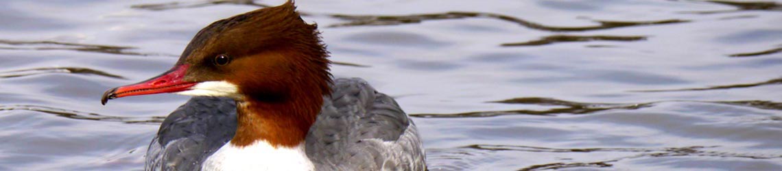 ÖKON Gewässerbiologie