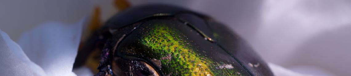 ÖKON Analyse & Beratung