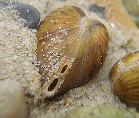 Abbildung Molluskenzonierung