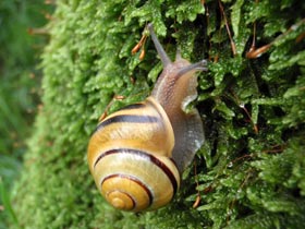 Schnirkelschnecke